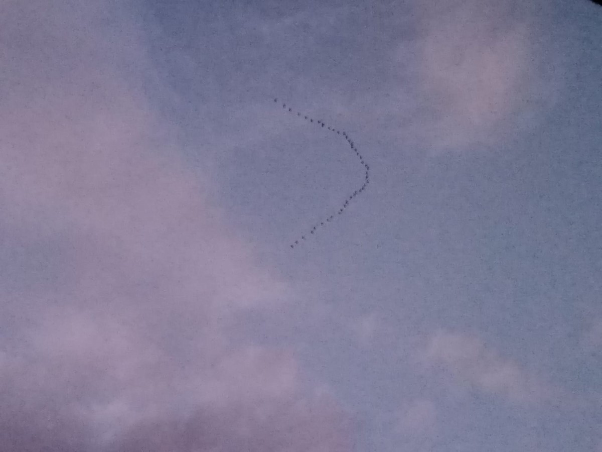 Common Crane - ML625314600