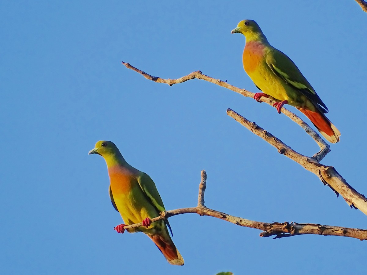 Orange-breasted Green-Pigeon - Sri Srikumar