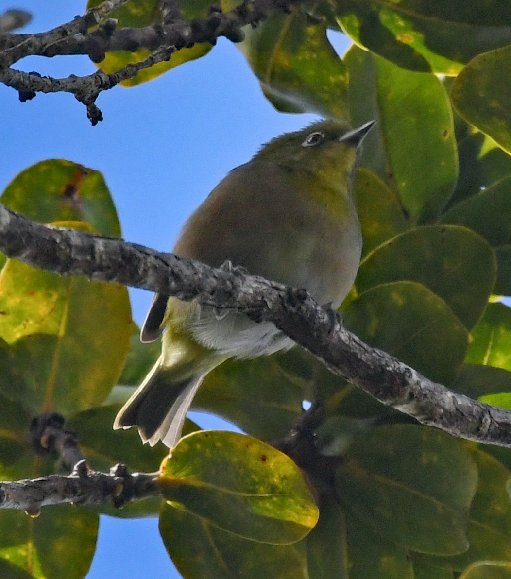 Japanbrillenvogel - ML625314885