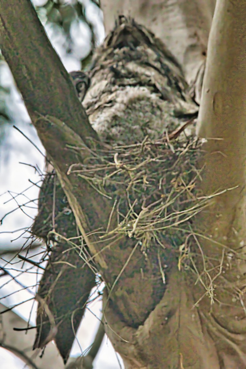 Tawny Frogmouth - ML625314929