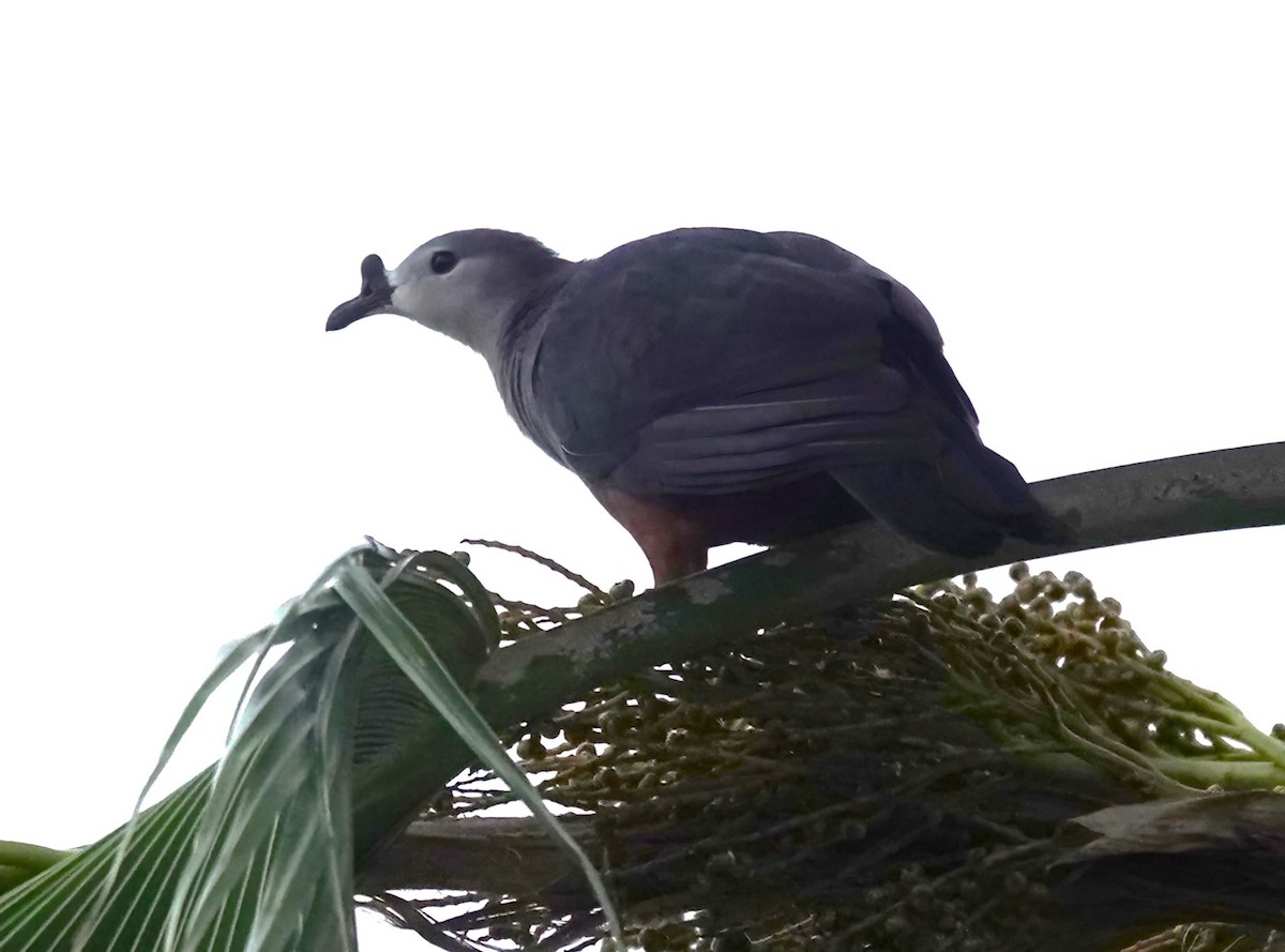 Micronesian Imperial-Pigeon - ML625315002