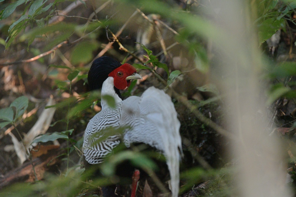 Silver Pheasant - ML625315018