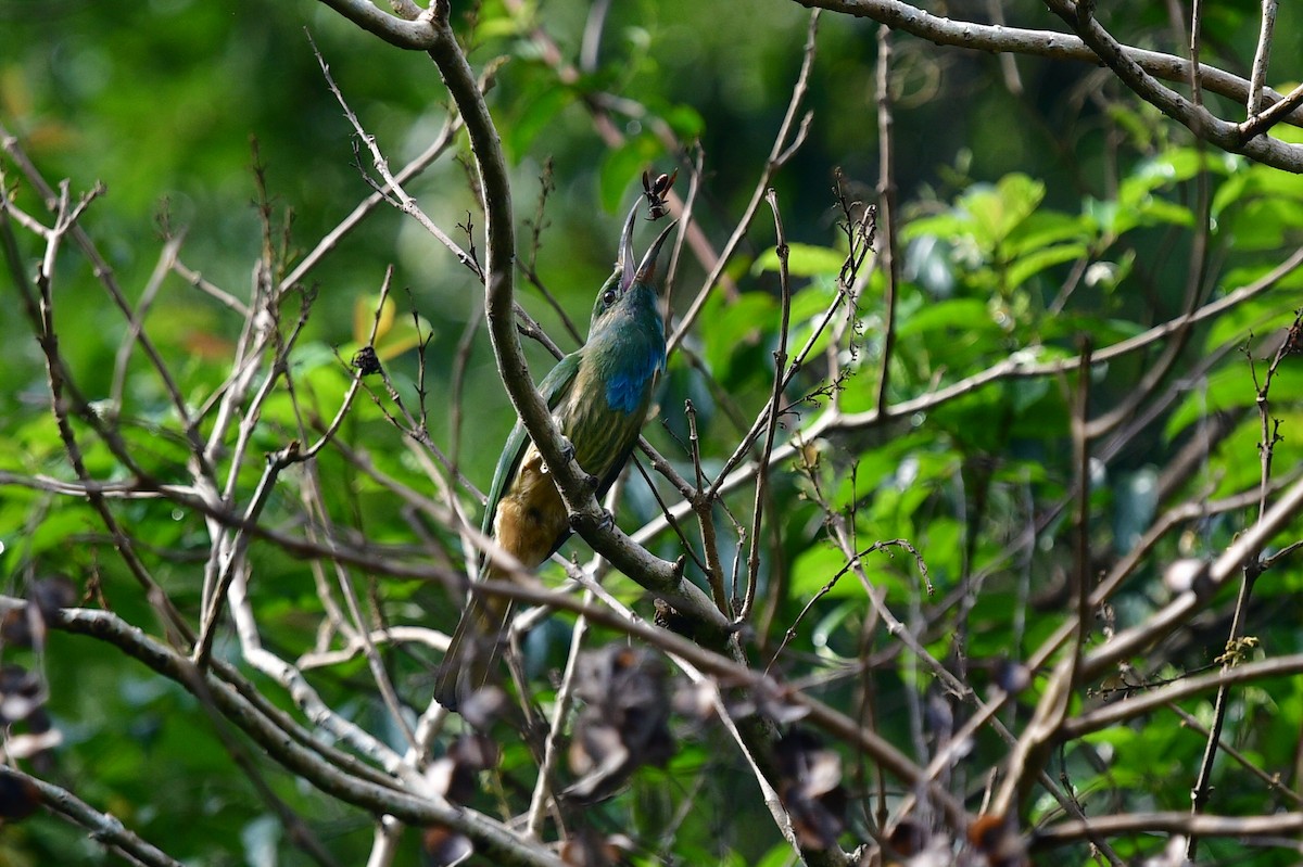Blue-bearded Bee-eater - ML625315019