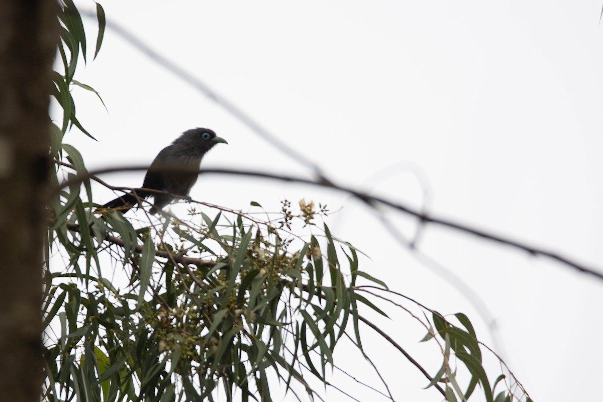 Blue-faced Malkoha - ML625315090