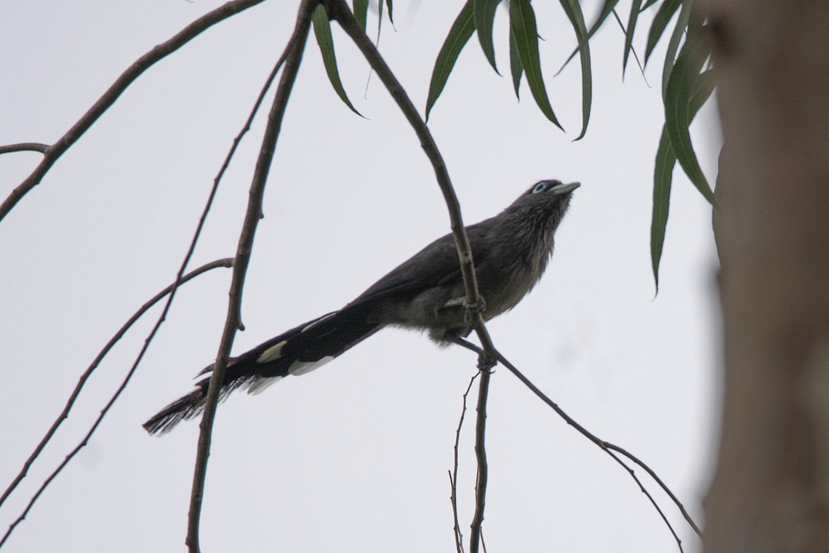 Blue-faced Malkoha - Thanu Shanavas