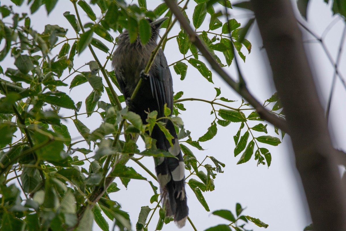 Blue-faced Malkoha - Thanu Shanavas