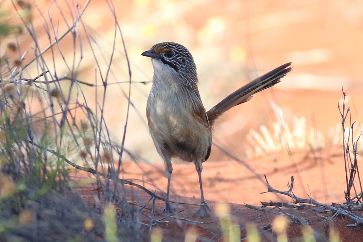 Sandhill Grasswren - ML625315280