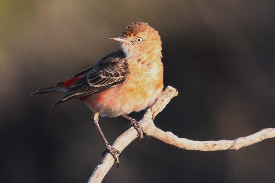 Crimson Chat - ML625315290