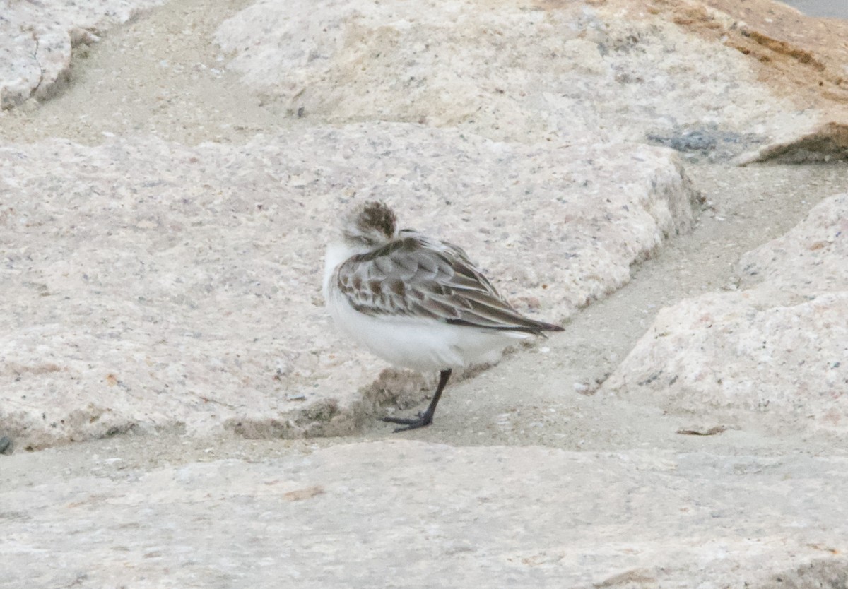 Spoon-billed Sandpiper - ML625315299
