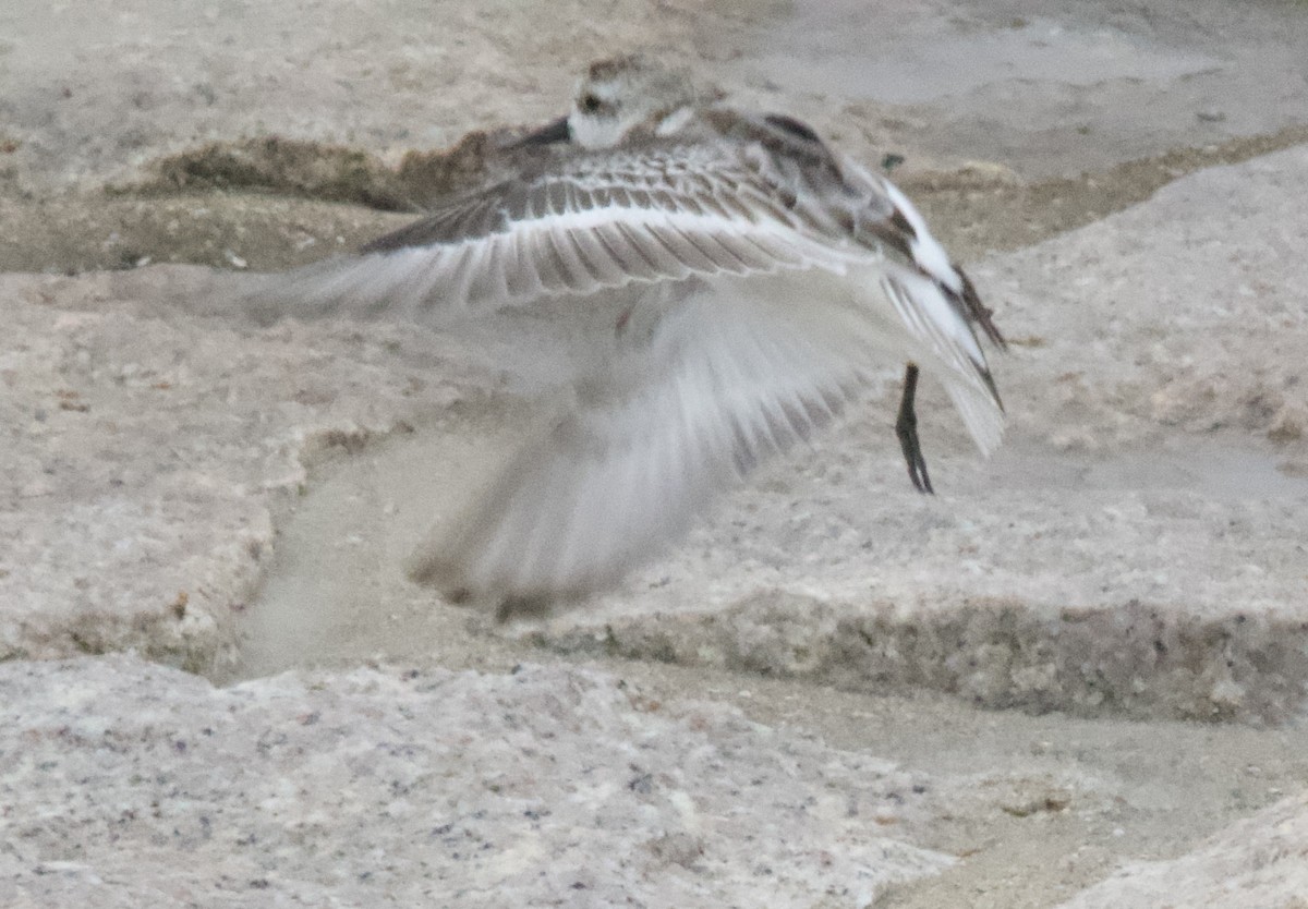 Spoon-billed Sandpiper - ML625315300