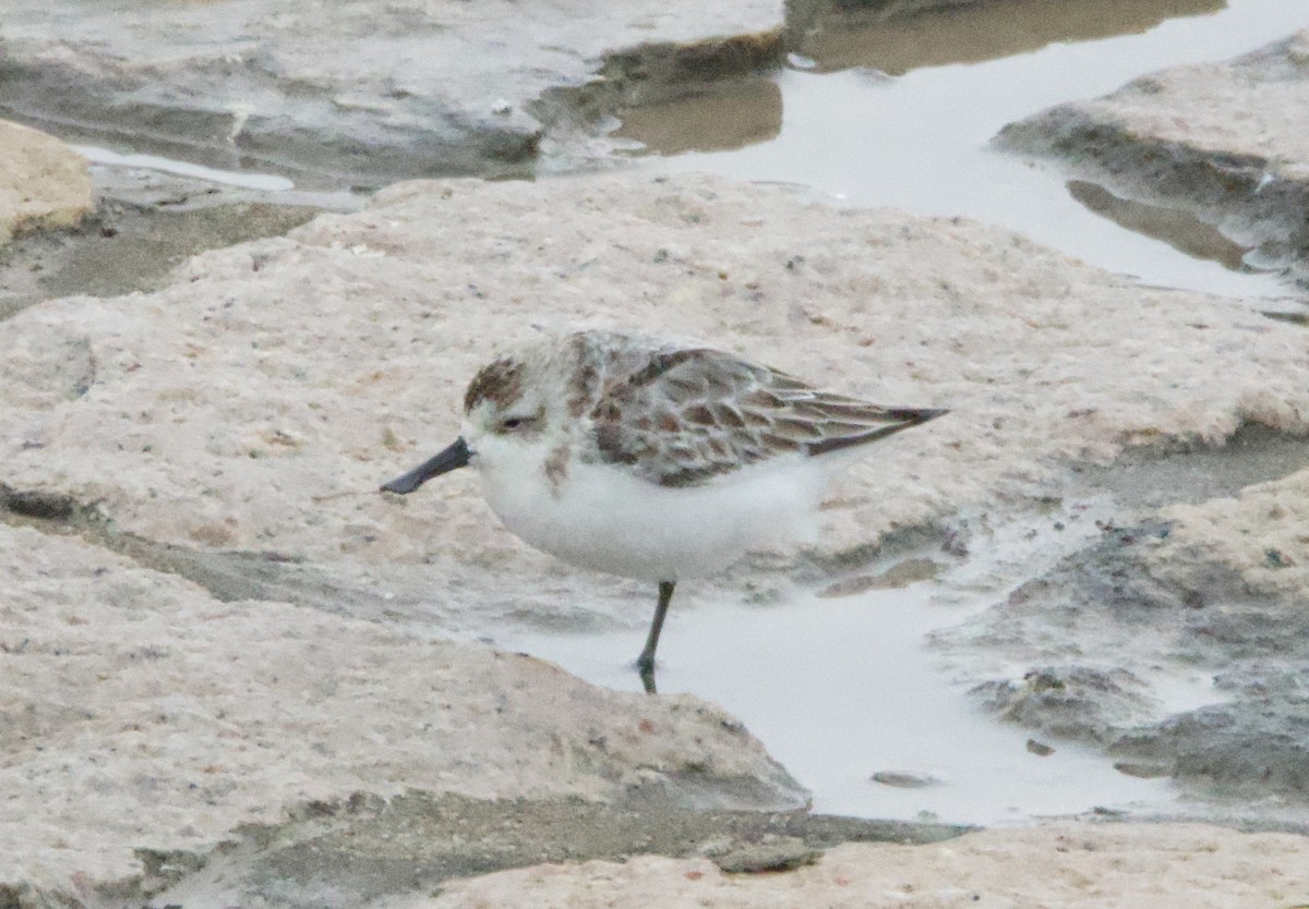Spoon-billed Sandpiper - ML625315302