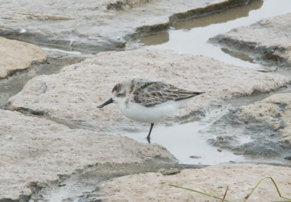 Spoon-billed Sandpiper - ML625315303