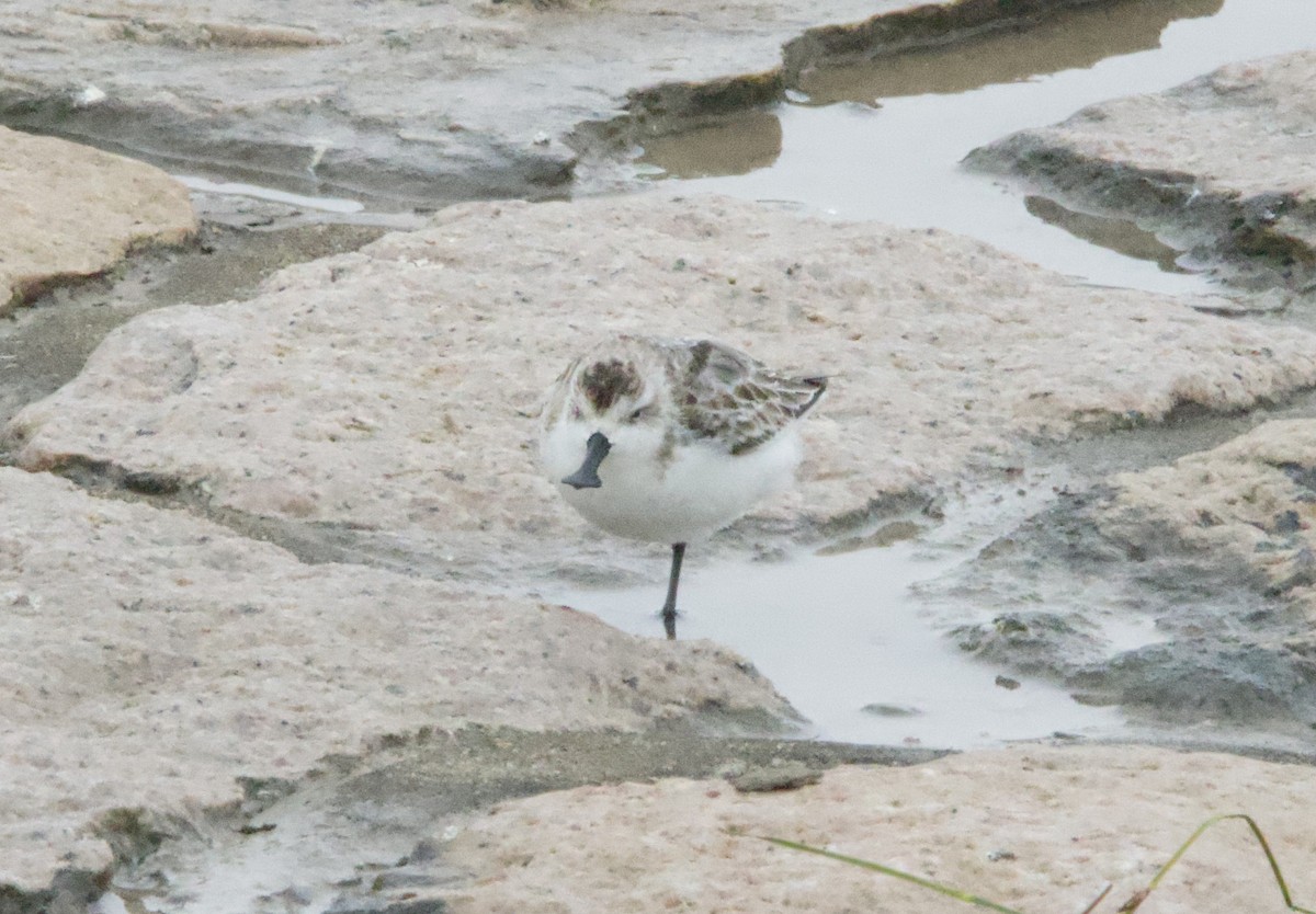 Spoon-billed Sandpiper - ML625315304