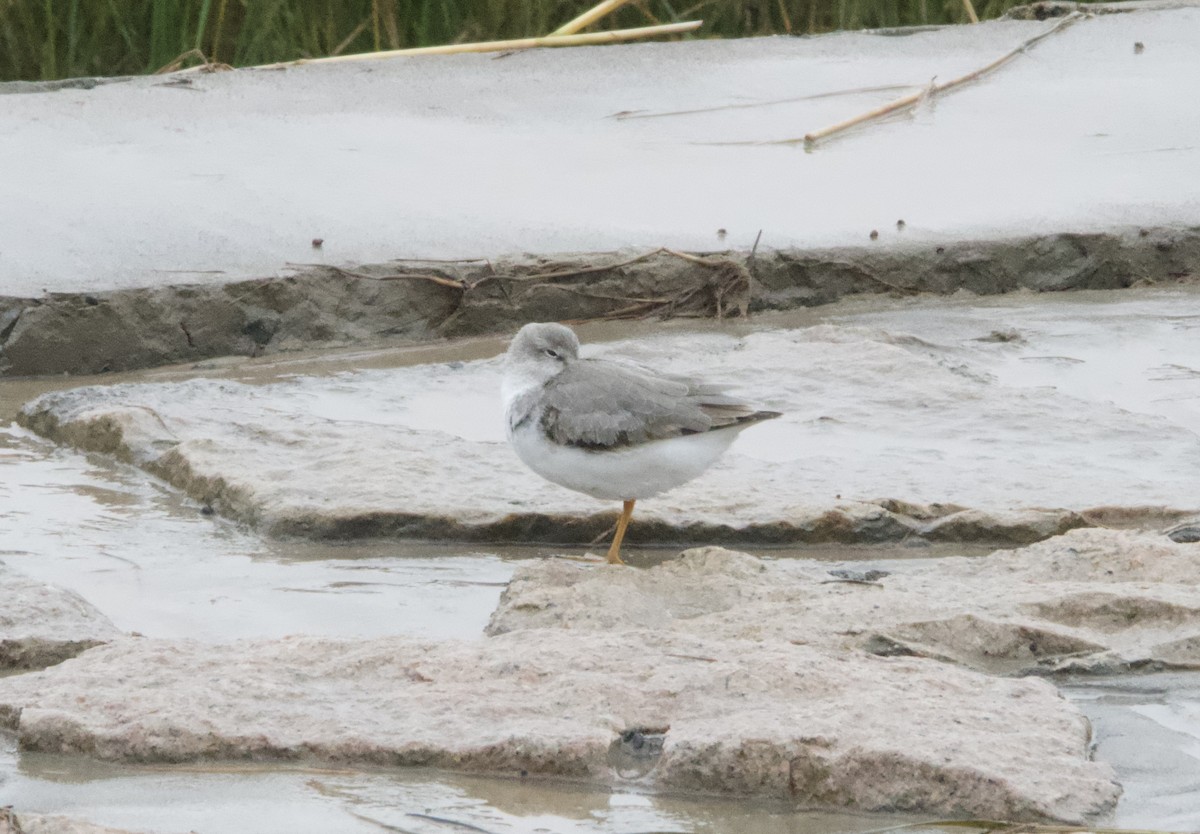 Terek Sandpiper - ML625315340