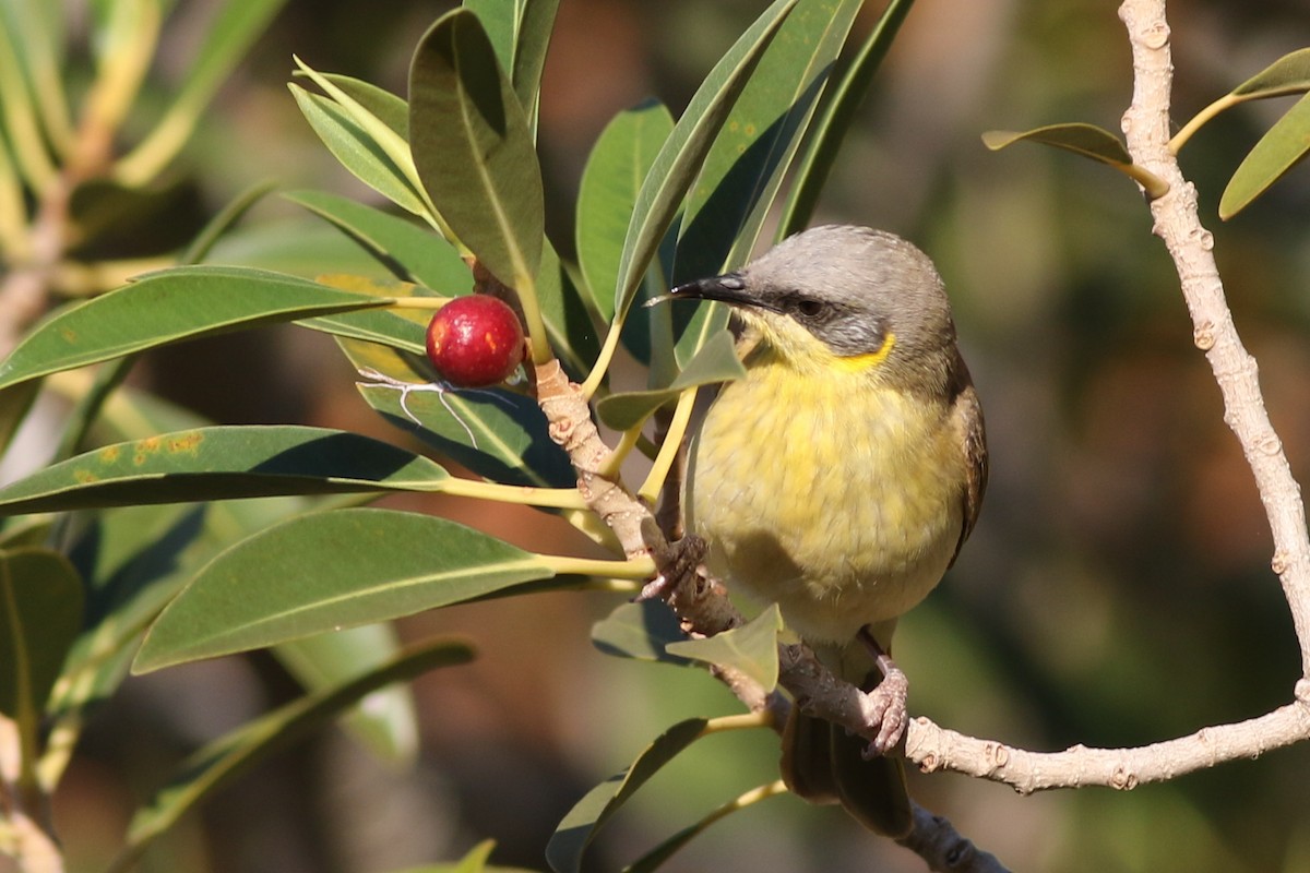 Gray-headed Honeyeater - ML625315342