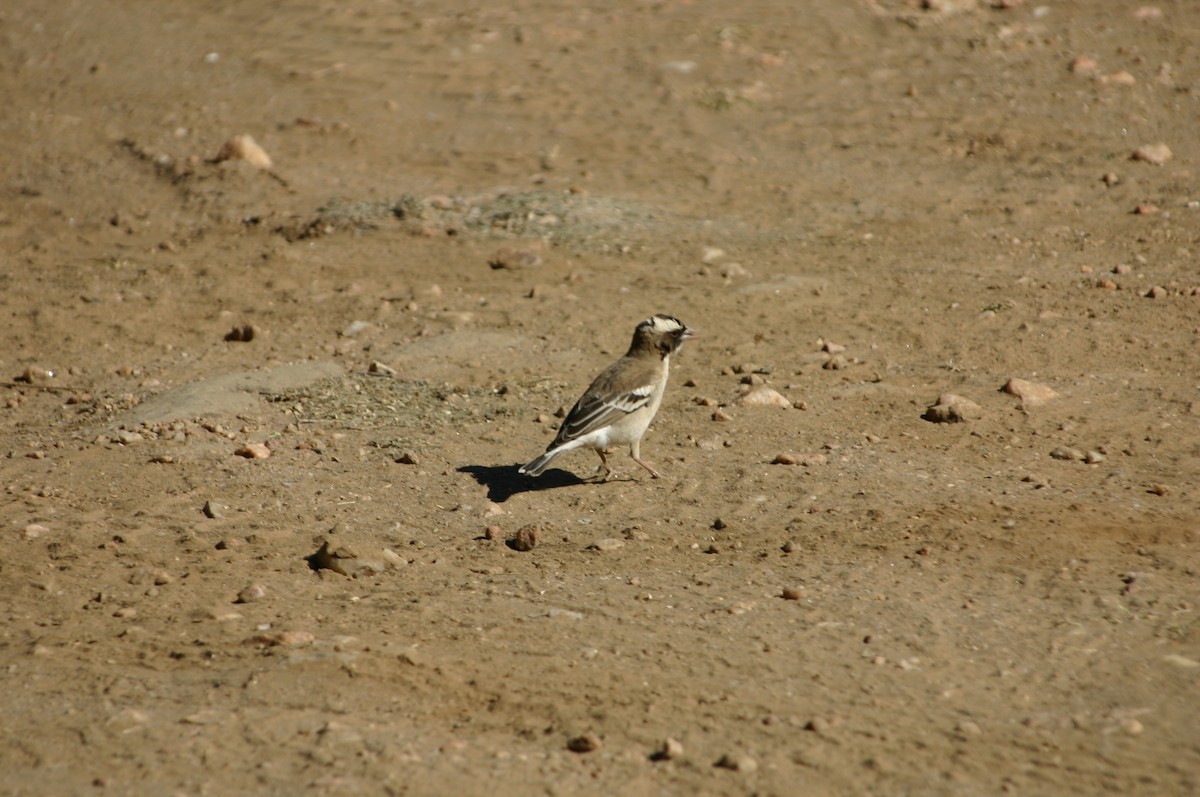 White-browed Sparrow-Weaver - ML625315379