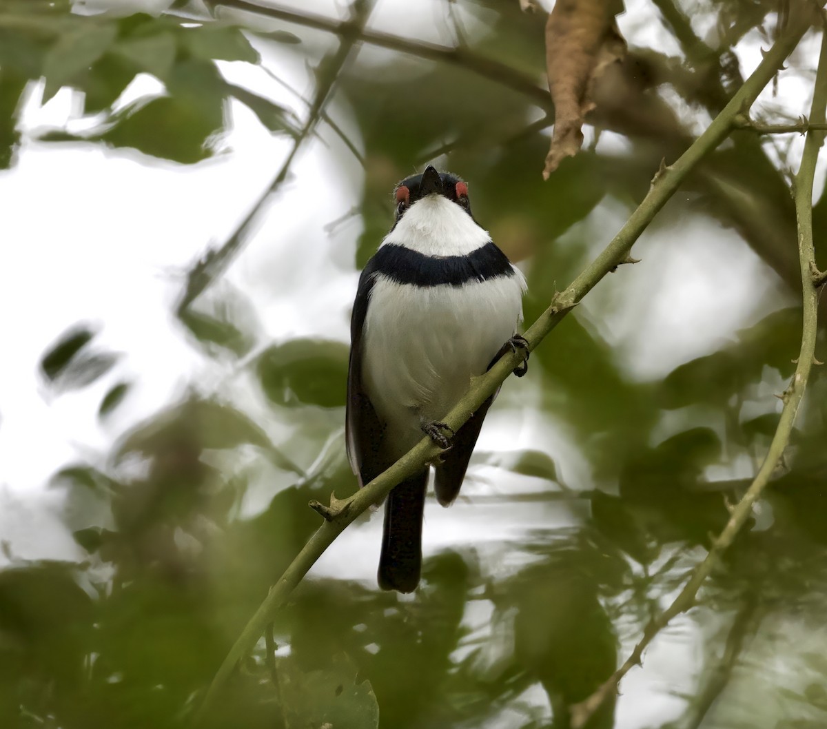 Black-throated Wattle-eye - ML625315492