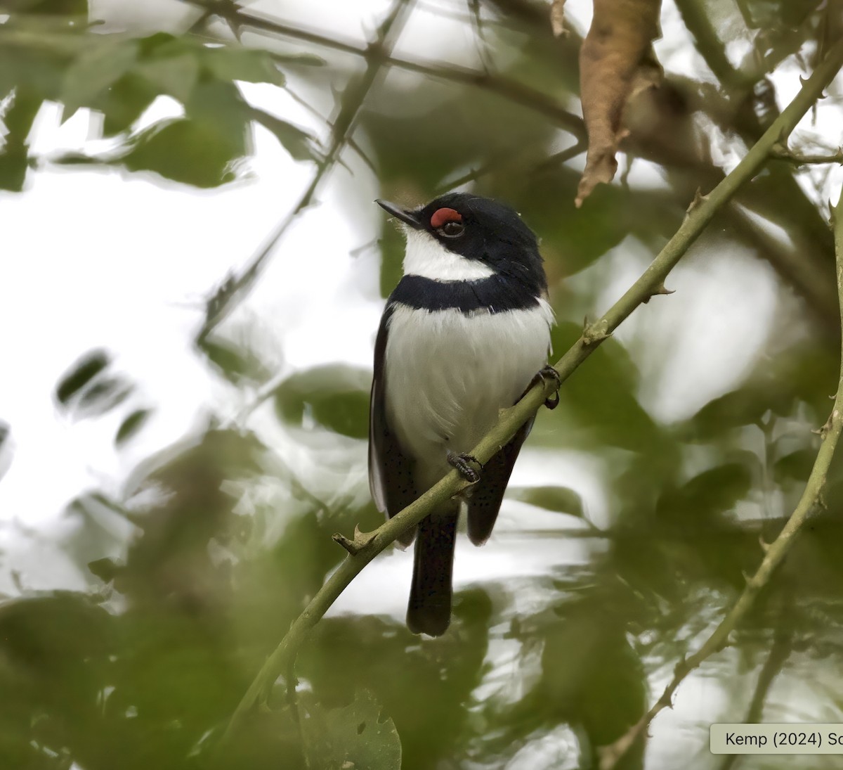 Black-throated Wattle-eye - ML625315493