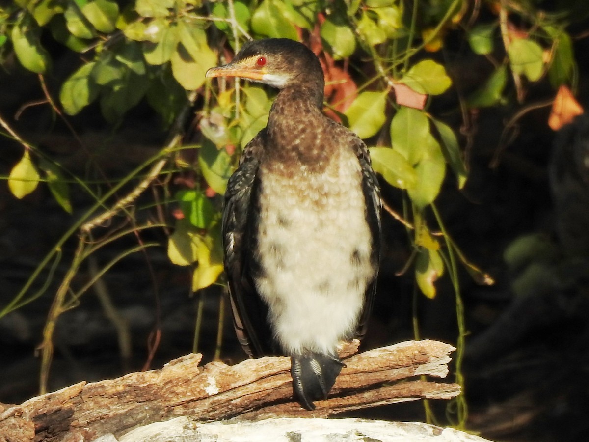 Reed Cormorant - ML625315585