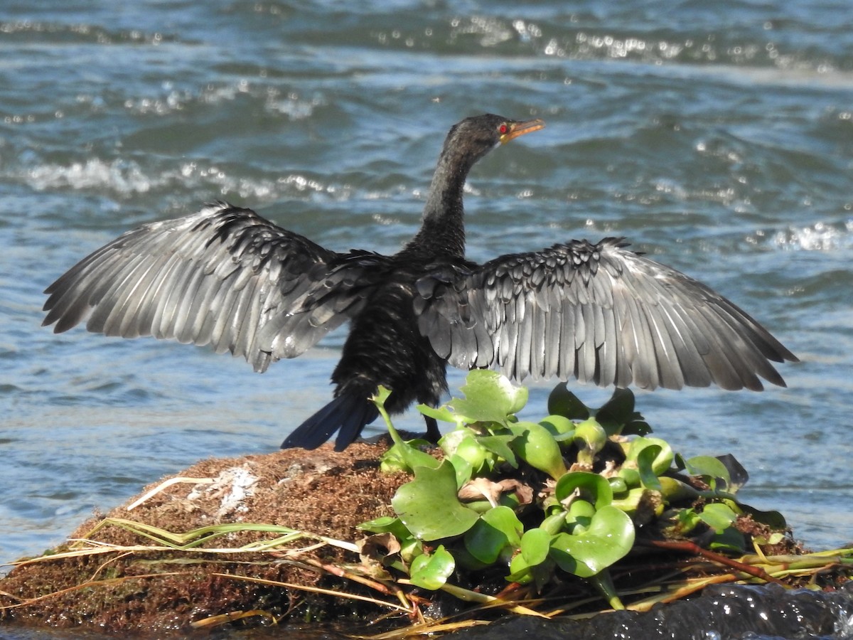 Reed Cormorant - ML625315586