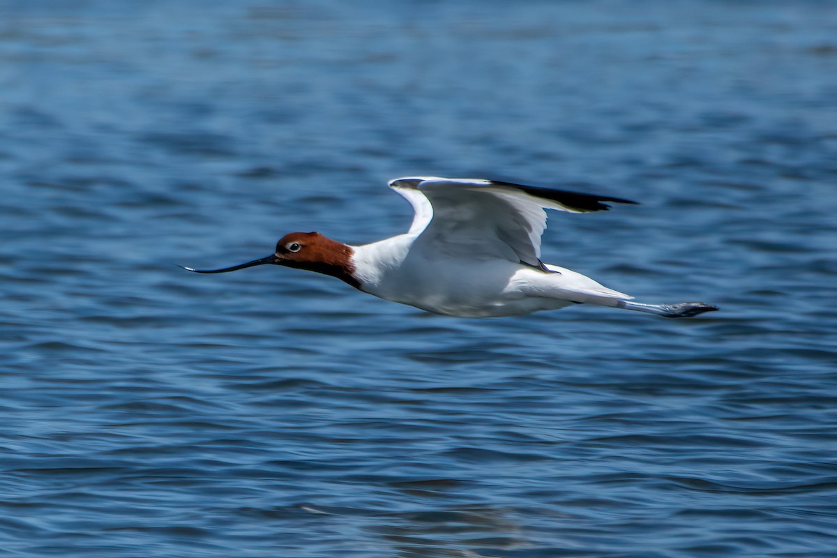 Red-necked Avocet - ML625315632