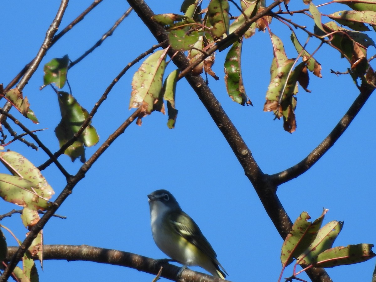 Vireo Solitario - ML625315689