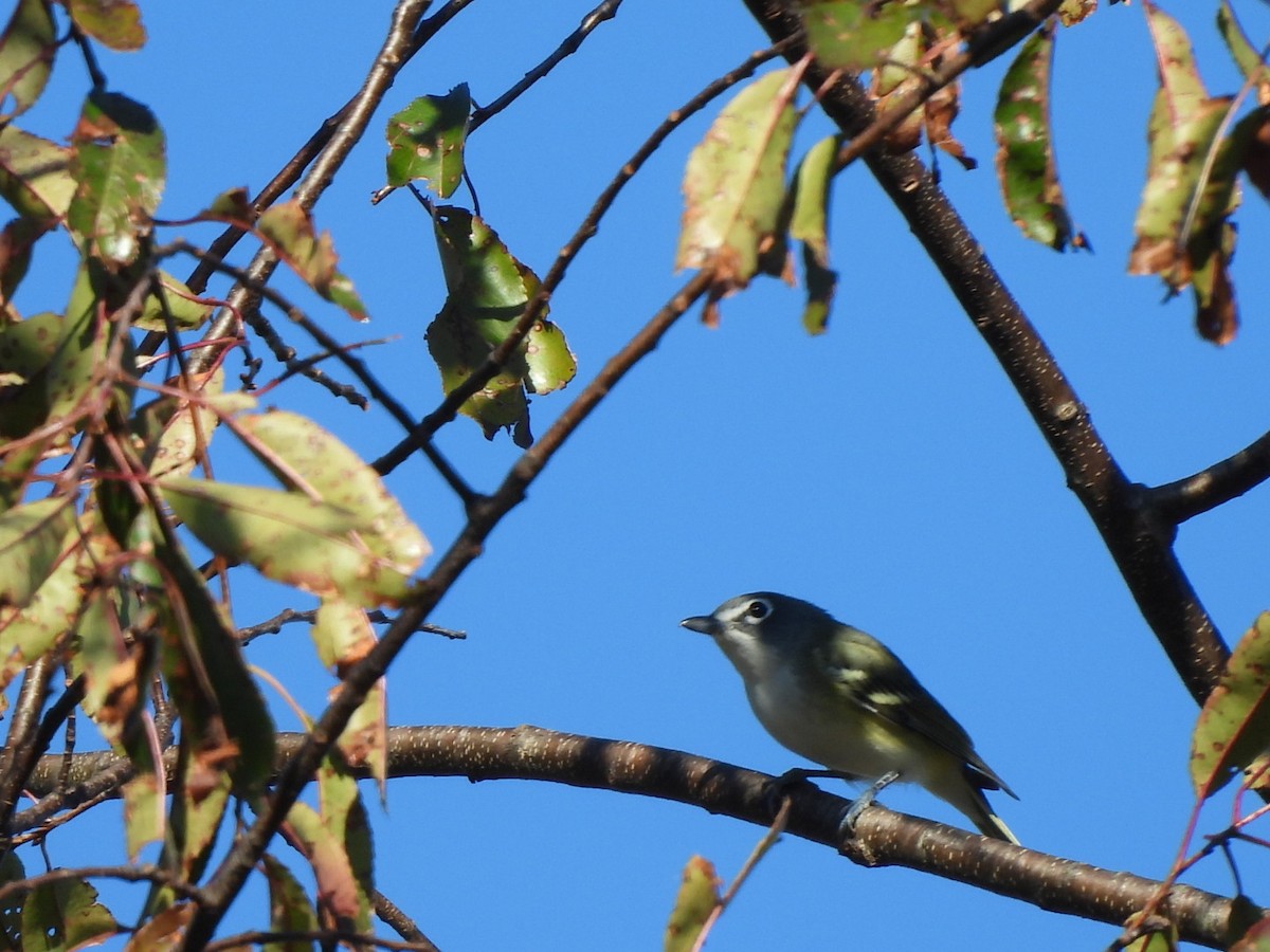 Vireo Solitario - ML625315690