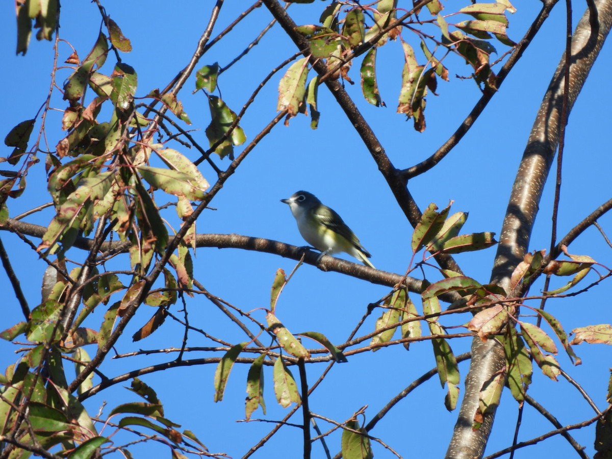 Vireo Solitario - ML625315691