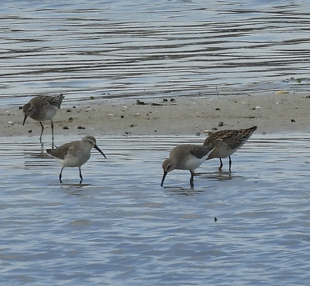 Curlew Sandpiper - ML625315713