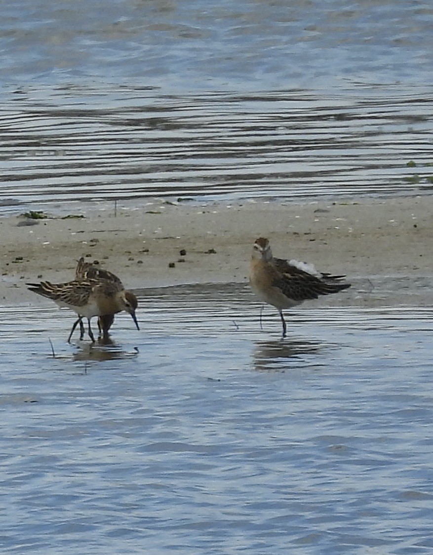 Curlew Sandpiper - ML625315734