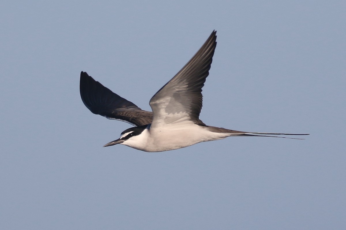 Bridled Tern - ML625315738