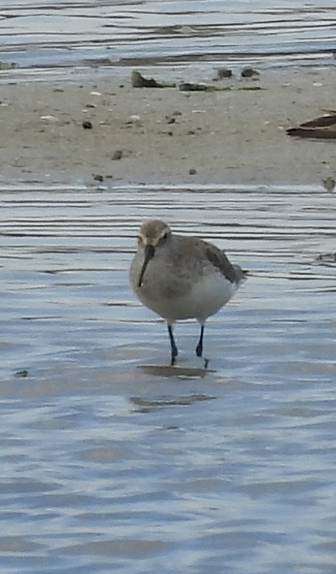 Curlew Sandpiper - ML625315762