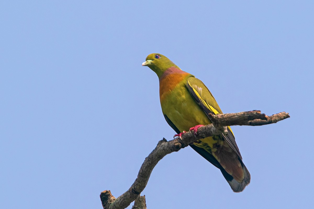 Orange-breasted Green-Pigeon - Parthasarathi Chakrabarti