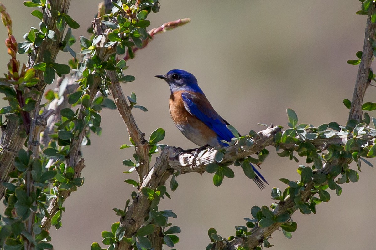 Western Bluebird - ML625315869