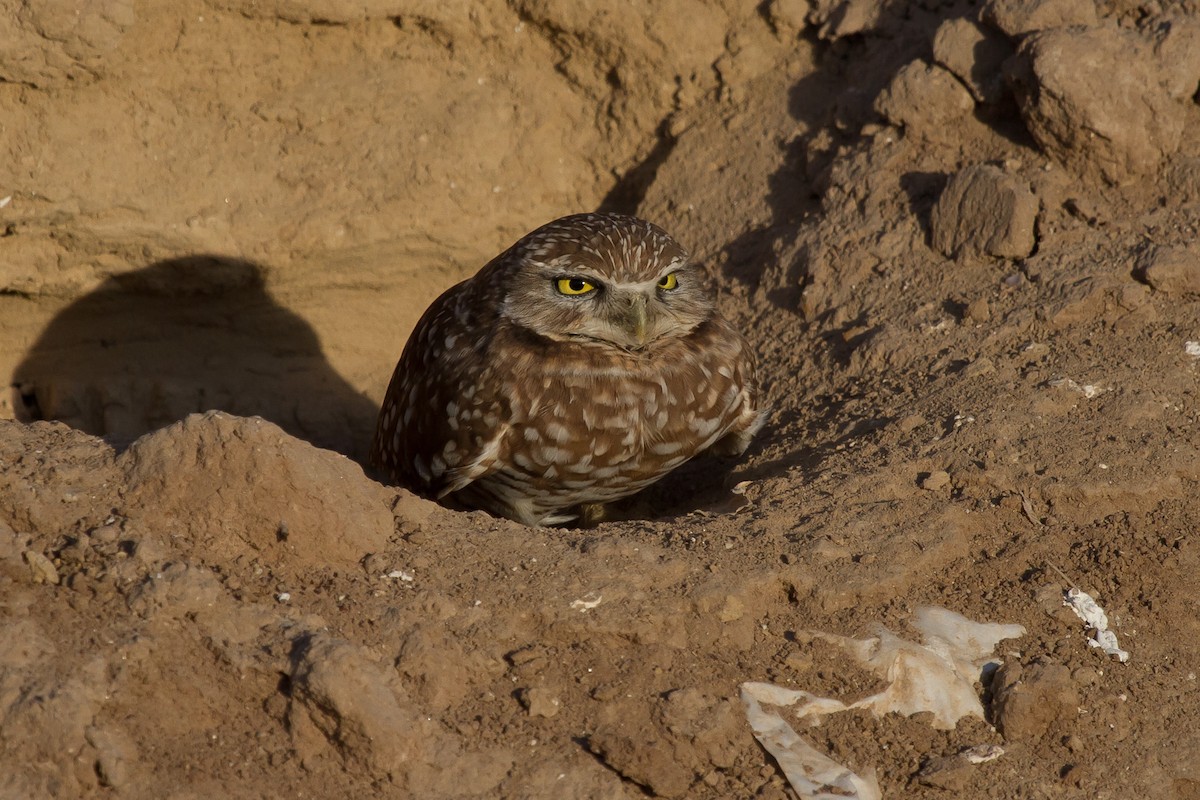 Burrowing Owl - ML625315881