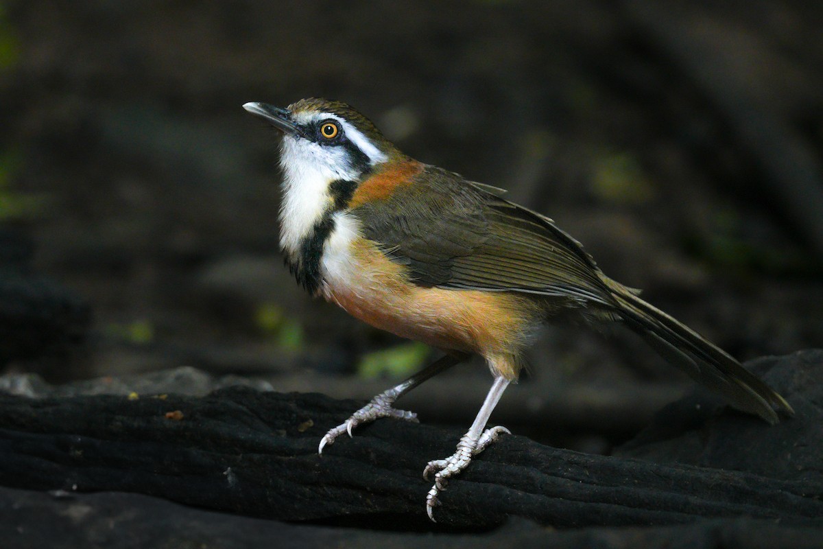 Lesser Necklaced Laughingthrush - ML625315885