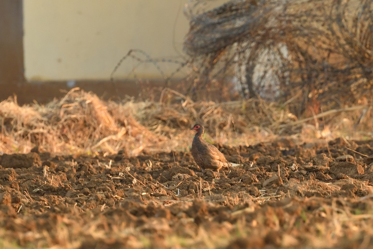 Swainson's Spurfowl - Supaporn Teamwong