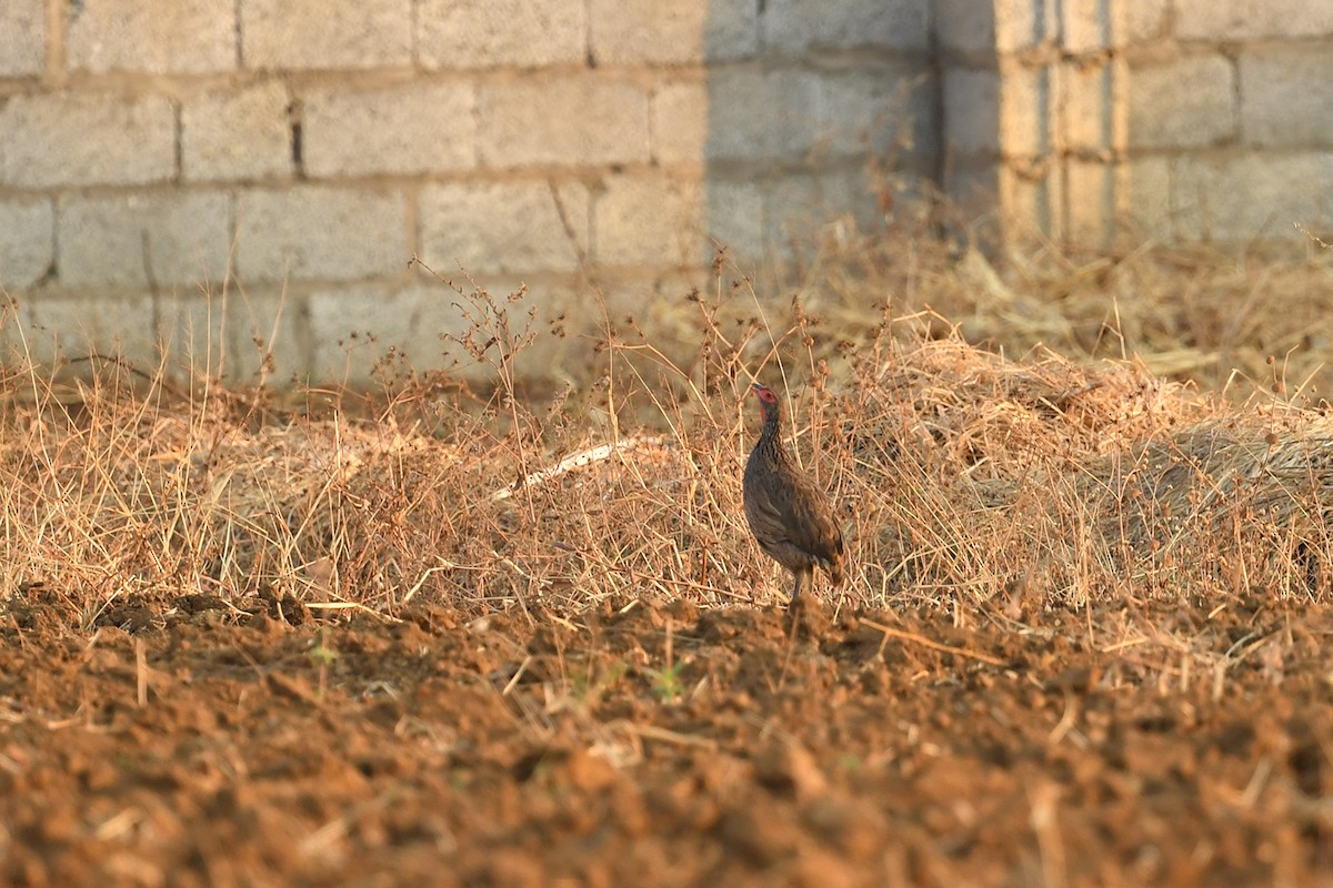 Swainson's Spurfowl - ML625315890