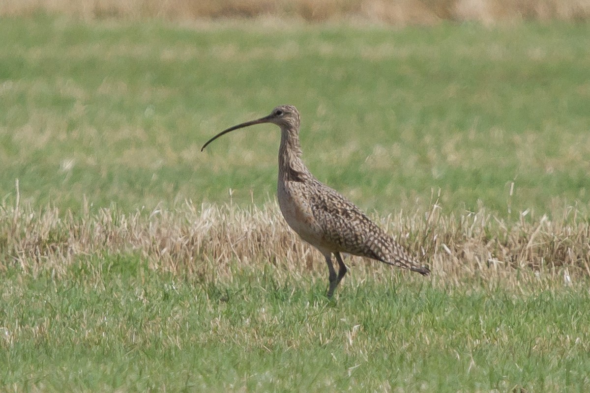 Long-billed Curlew - ML625315902