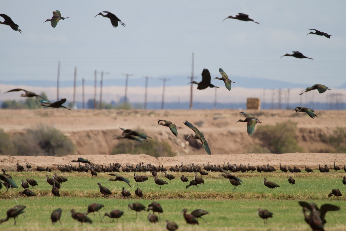 White-faced Ibis - ML625315903