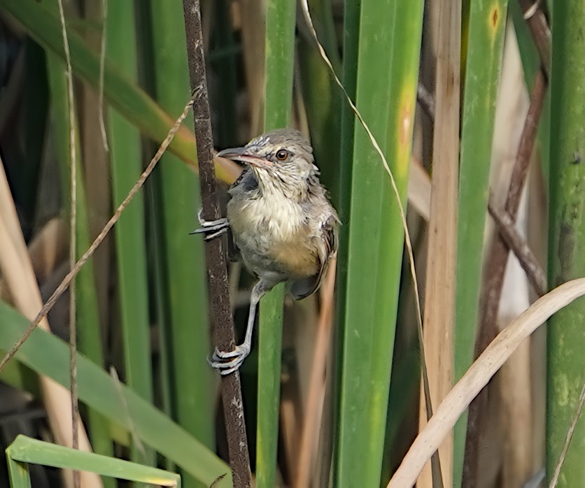 Clamorous Reed Warbler - ML625315933