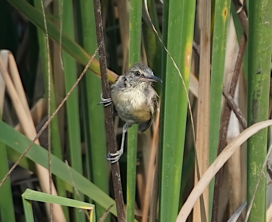 Clamorous Reed Warbler - ML625315934