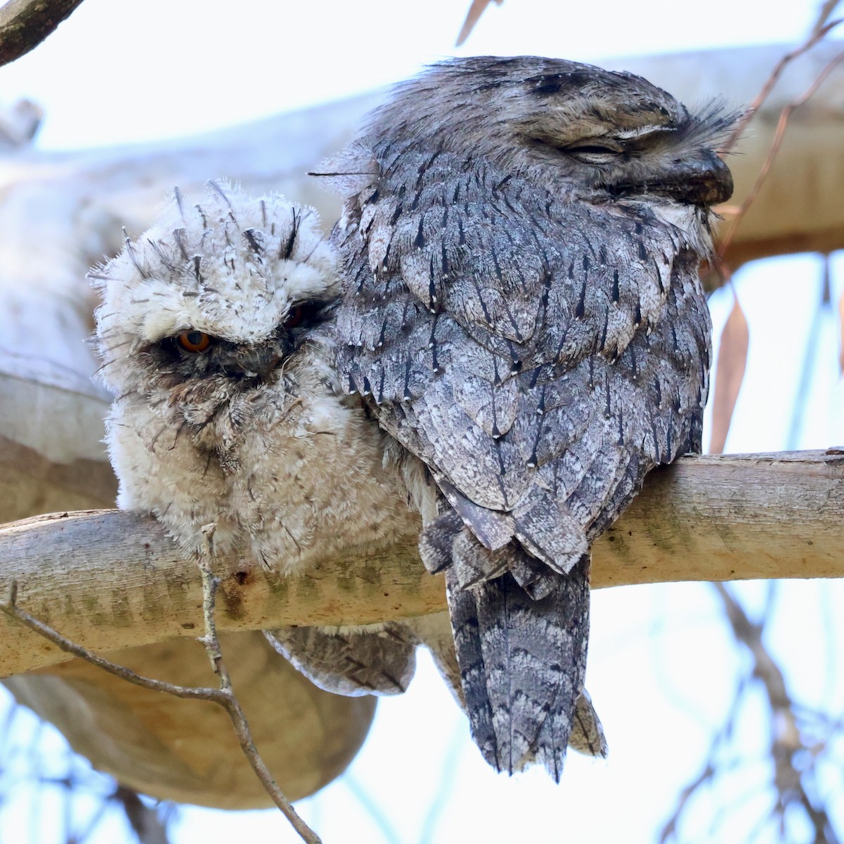 Tawny Frogmouth - ML625316005