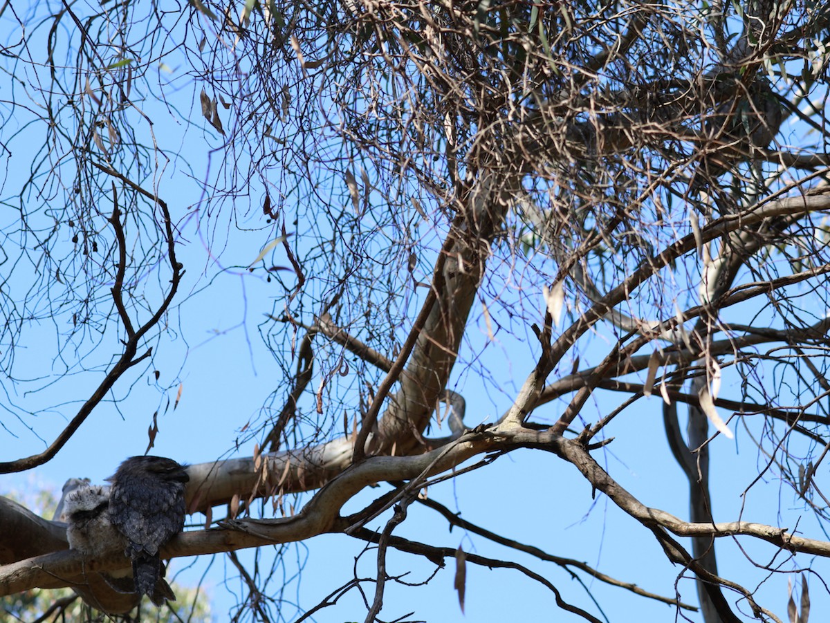 Tawny Frogmouth - ML625316008