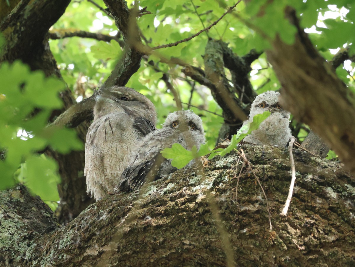 Tawny Frogmouth - ML625316014