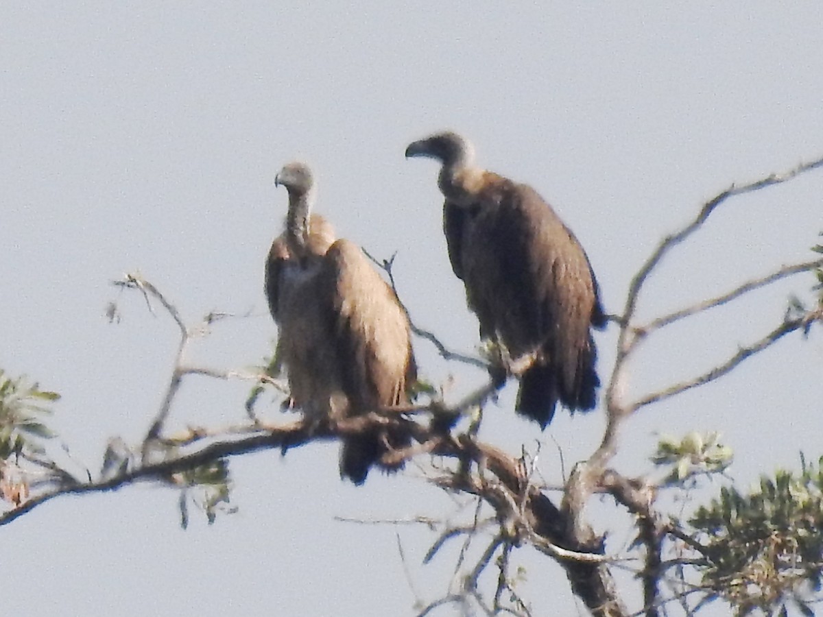 White-backed Vulture - Clare Mateke