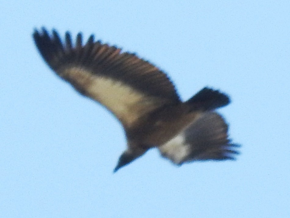 White-backed Vulture - Clare Mateke