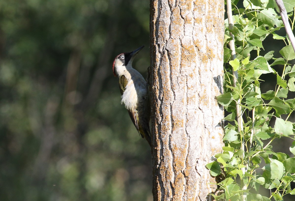 Eurasian Green Woodpecker - ML625316289