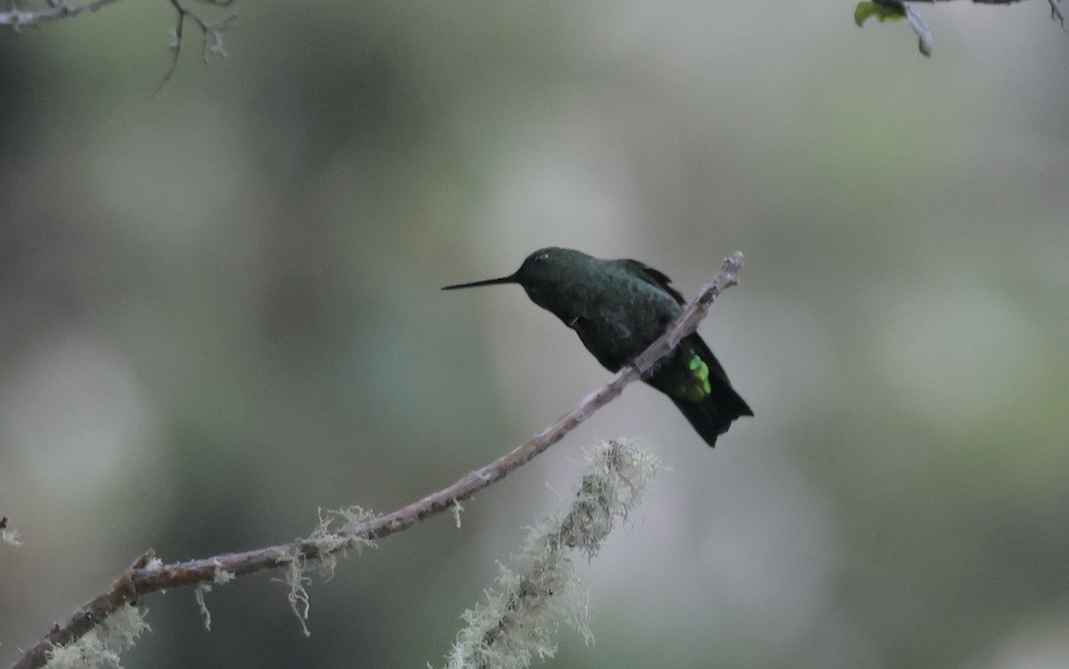 Black-thighed Puffleg - ML625316332