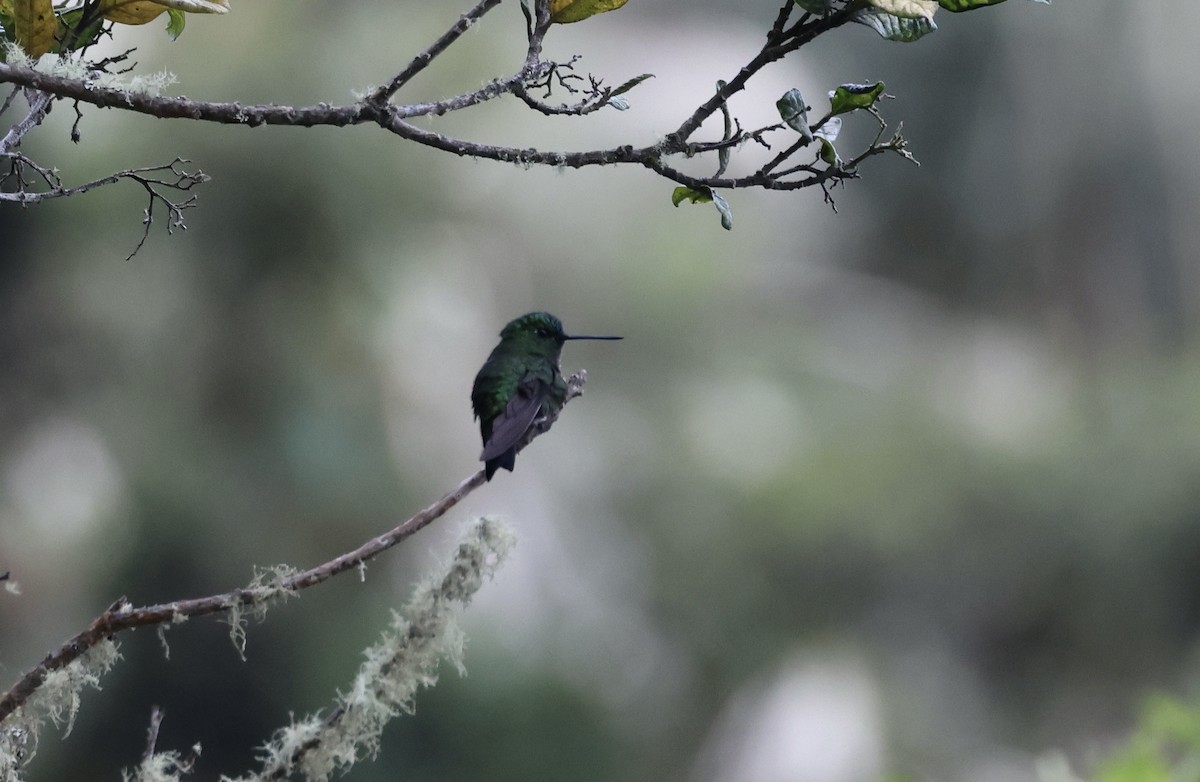 Black-thighed Puffleg - ML625316334